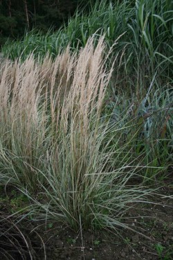 Bild von Calamagrostis x-acut. Overdam