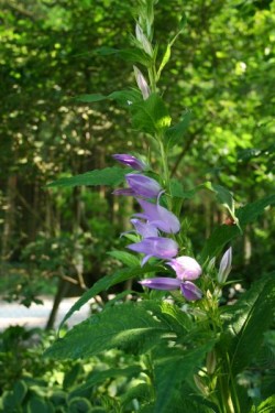 Bild von Campanula latifolia macrantha