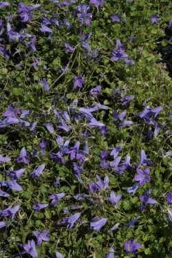 Bild von Campanula portenschlagiana