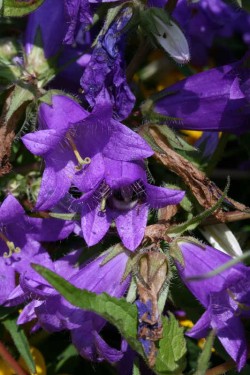 Bild von Campanula trachelium