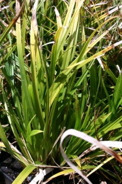 Bild von Carex morrowii
