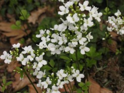 Bild von Cardamine pratensis