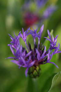 Bild von Centaurea montana Grandiflora