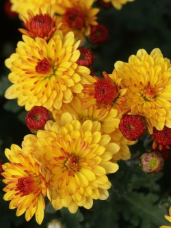 Bild von Chrysanthemum x-cult. Bienchen