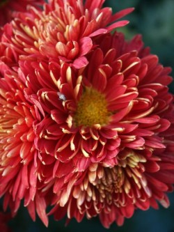 Bild von Chrysanthemum x-cult. Brennpunkt