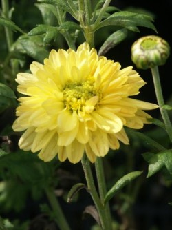 Bild von Chrysanthemum x-cult. Goldmarianne