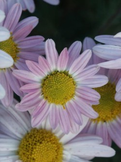 Bild von Chrysanthemum x-cult. Hebe