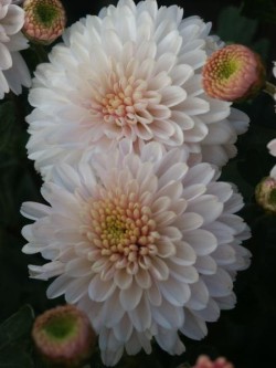 Bild von Chrysanthemum x-cult. White Bouquet