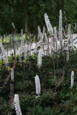 Bild von Actaea ramosa Rotbach