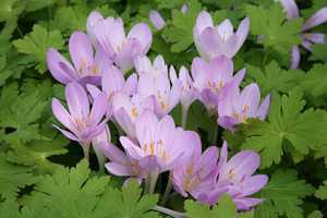 Bild von Colchicum autumnale