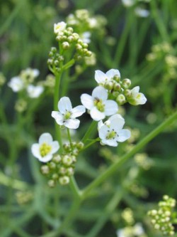 Bild von Crambe cordifolia