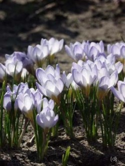 Bild von Crocus chrysanthus Blue-Pearl