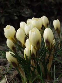 Bild von Crocus chrysant. Cream-Beauty
