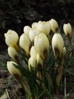 Bild von Crocus chrysanthus Cream-Baeuty