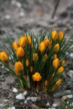 Bild von Crocus chrysant. Dorothy