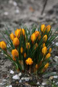 Bild von Crocus chrysant. Fuscotinctus