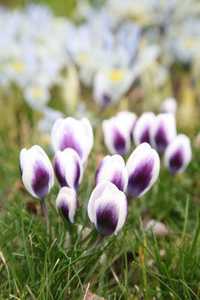 Bild von Crocus chrysant. Prinz-Claus