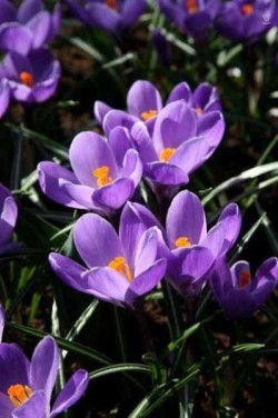 Bild von Crocus Grand Maitre