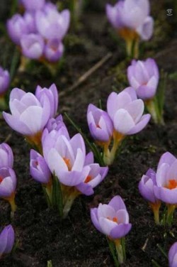 Bild von Crocus sieberi Firefly