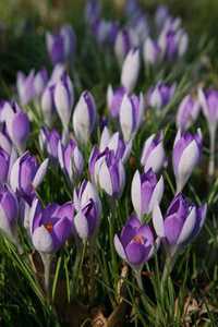 Bild von Crocus tommas. Lilac-Beauty