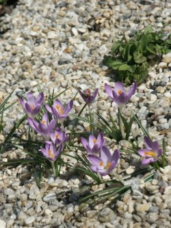 Bild von Crocus tommasinianus