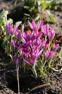 Bild von Crocus tommas. Roseus