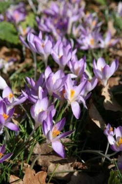 Bild von Crocus tom. Whitewell-Purple