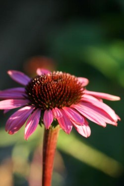 Bild von Echinacea purpurea Rubinstern