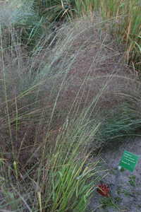 Bild von Eragrostis trichodes Bend