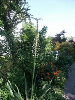 Bild von Eremurus robustus