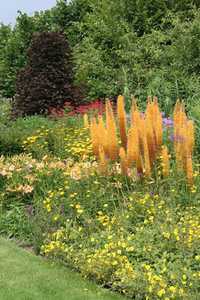 Bild von Eremurus ruiter Pinokkio