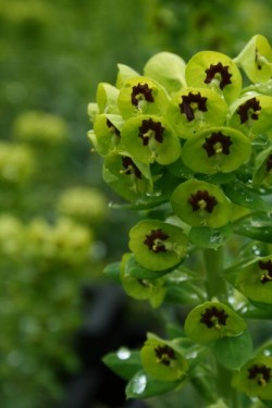 Bild von Euphorbia characias wul. Humty Dumpty