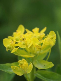 Bild von Euphorbia palustris