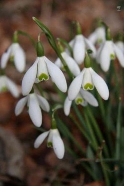 Bild von Galanthus nivalis ssp.nivalis