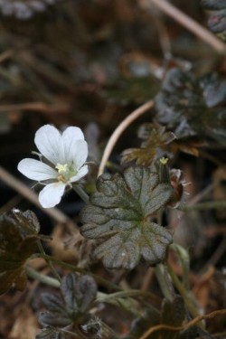 Bild von Geranium sessiliflorum Nigricans