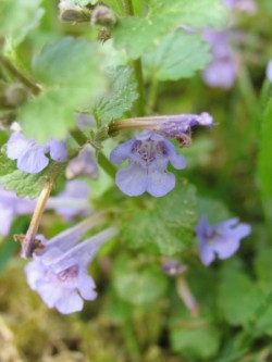 Bild von Glechoma hederacea