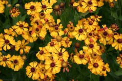 Bild von Helenium x-cult. Ragamuffin