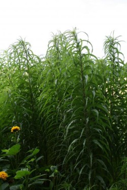 Bild von Helianthus orgyalis