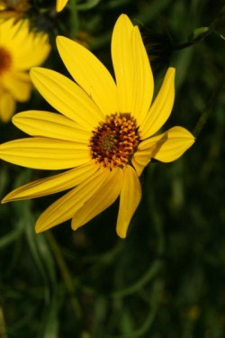 Bild von Helianthus salicifolius