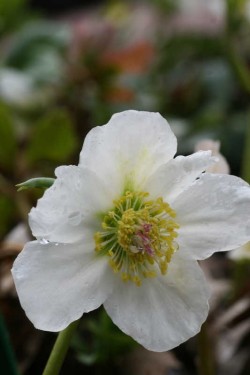 Bild von Helleborus niger