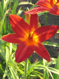 Bild von Hemerocallis x-cult. Shining Plumage