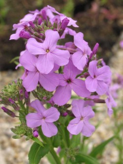 Bild von Hesperis matronalis