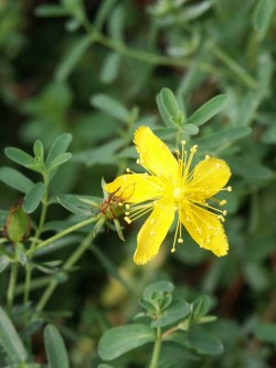 Bild von Hypericum perforatum