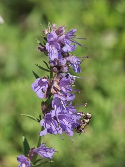 Bild von Hyssopus officinalis