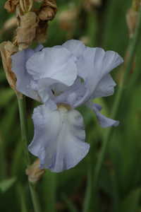 Bild von Iris barbata-elatior Elionor
