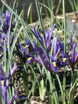 Bild von Iris reticulata Harmony