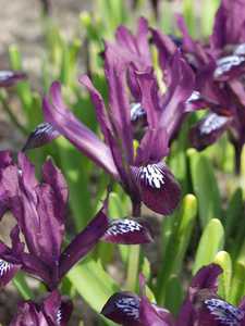 Bild von Iris reticulata Pauline