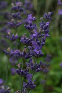 Bild von Lavandula angustifolia Siesta