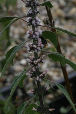 Bild von Leonurus cardiaca