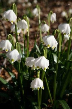 Bild von Leucanthemum vulgare